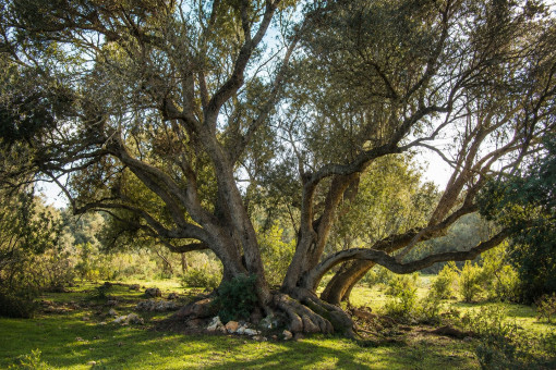Mediterraner Baumbestand