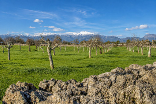 Obstgarten mit Tramuntana-Blick
