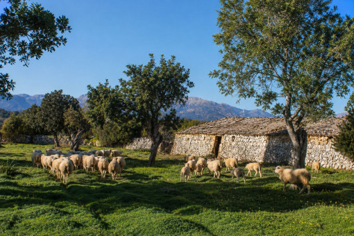 Traditionelle Landwirtschaft auf Son Marrón