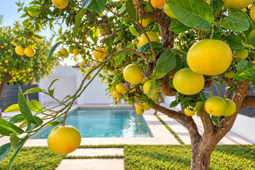 Orangenbäume im eigenen Garten