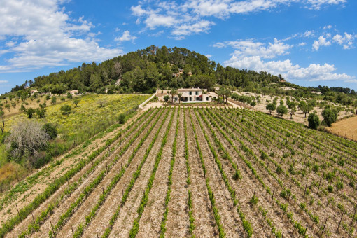 Eigener Weinberg in Montuïri auf Mallorca