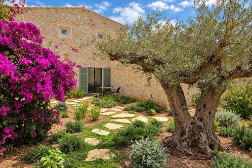 Alter Olivenbaum im mediterranen Garten