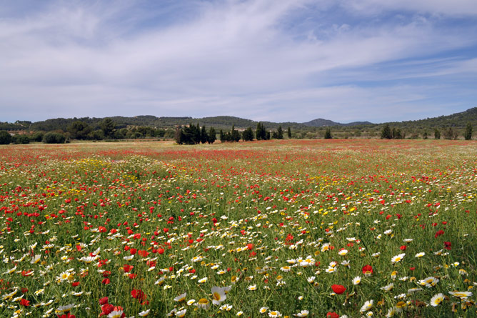 Prado de flores en el sureste de Mallorca