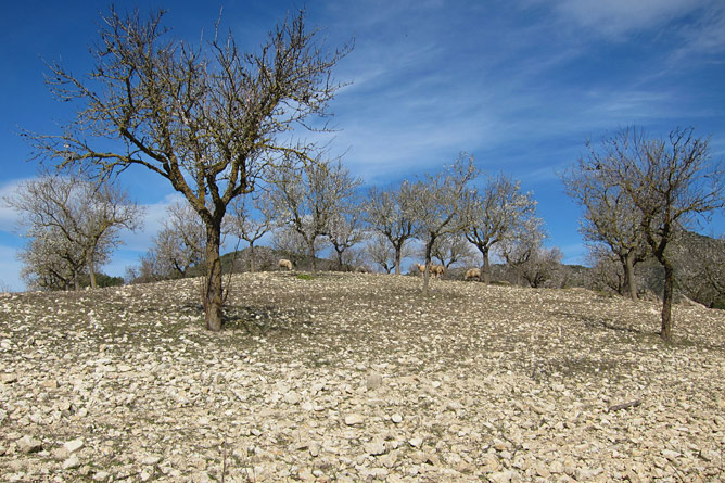 San Lorenzo